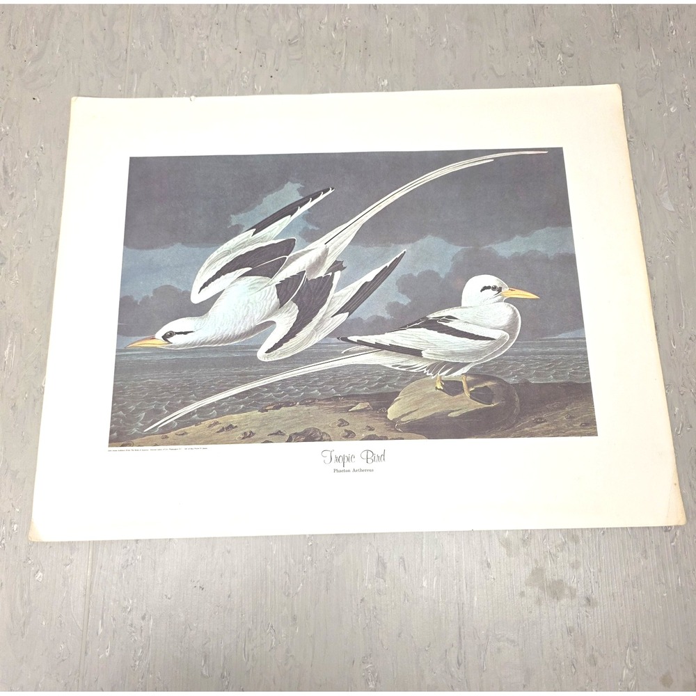Audubon Birds of America Tropic Bird Vintage Print National Gallery 15x18 In